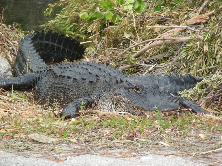 Everglades Package Tours