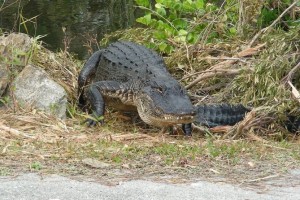 'Gator at Shark Valley, Everglades National Park, Florida