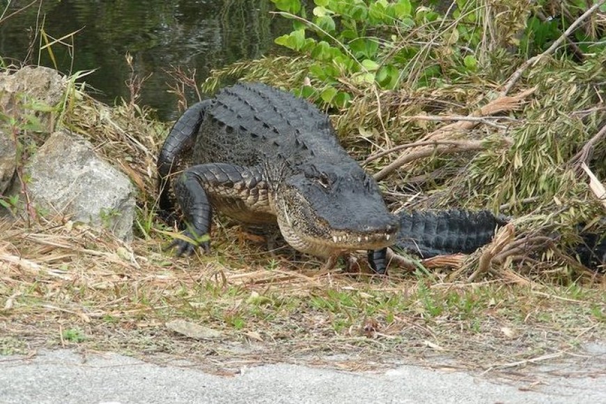 The Best Place to See…..Alligators