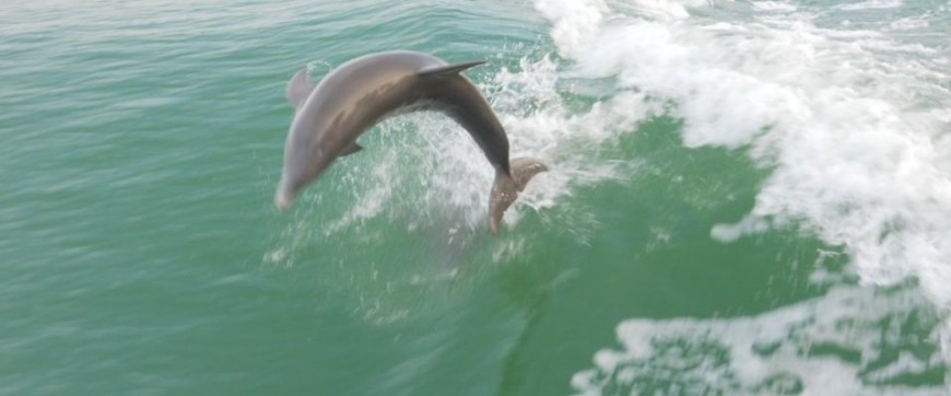 The Best Place to See…..Dolphin