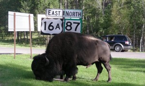 Bison giving directions, Custer State Park
