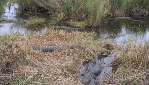 The Everglades