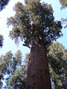 Giant Sequoia tree at Mariposa Gove, Wawona, Yosemite national Park