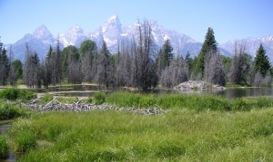 Picture of Grand Teton mountains with grassland and trees in front. Taken on the way to Yellowstone National Park