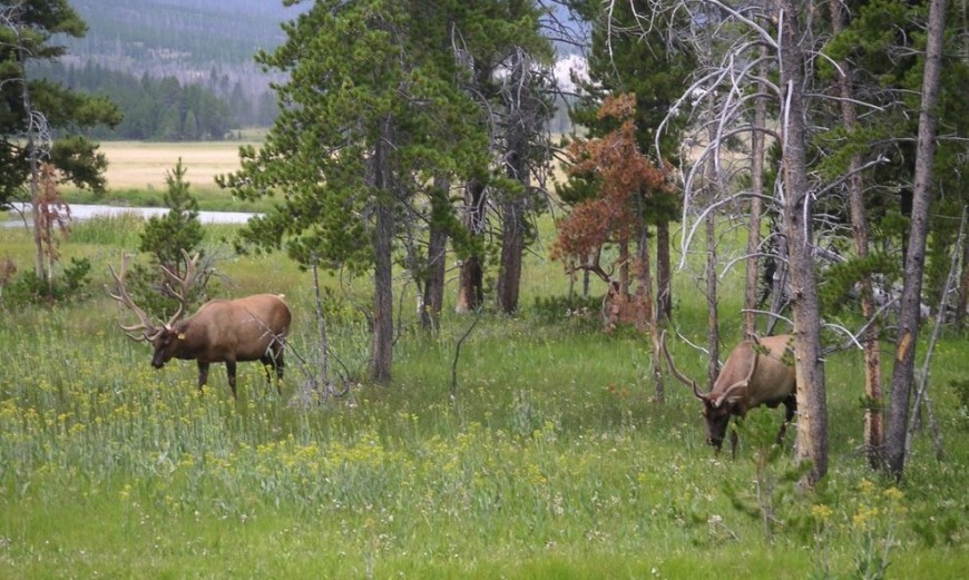 The Best Place to See…..Elk