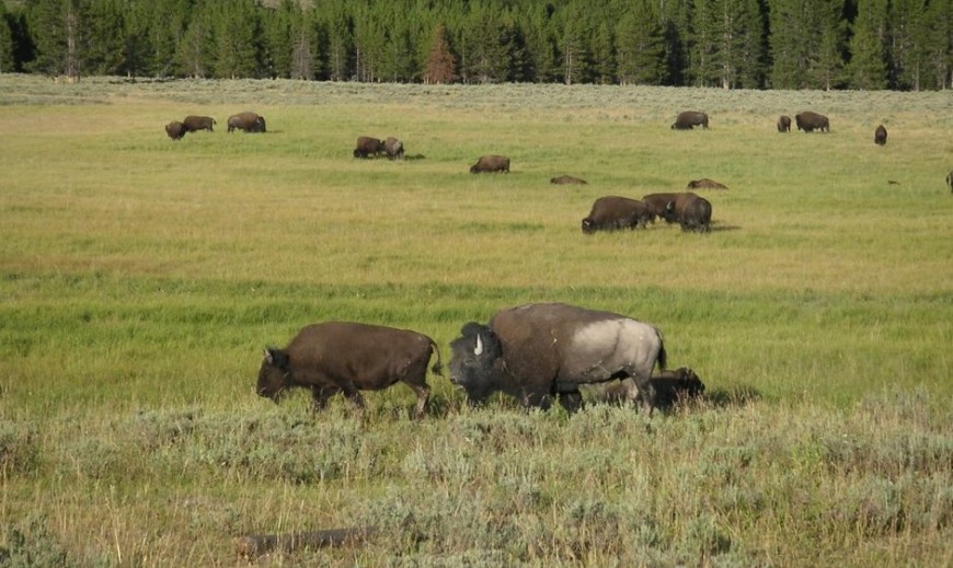 The Best Place to See…..Bison
