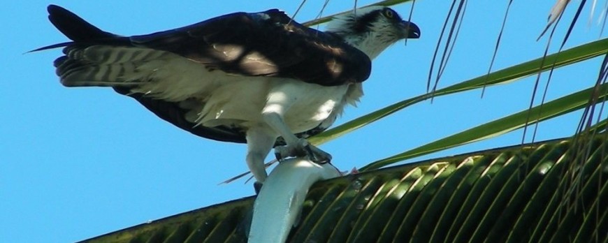 The Best Place to See…..Osprey