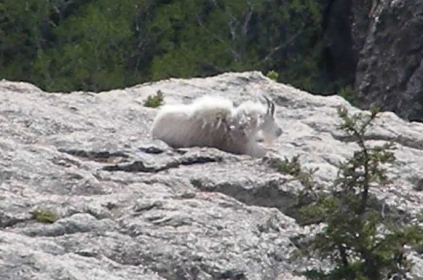 The Best Place to See…..Mountain goats
