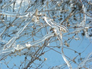 Winter weather - Ice formed on tree branch