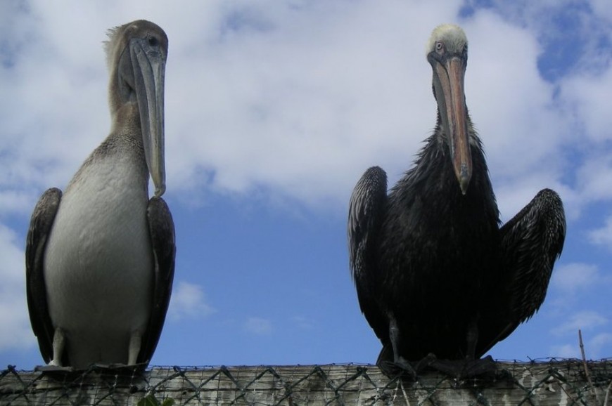 The Best Place to See…..Pelicans