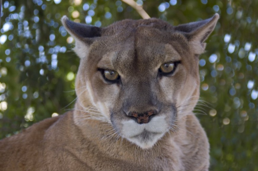 The Best Place to See…..Mountain lion