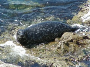 Harbor seal sunning itself at Point Lobos State Park near Carmel