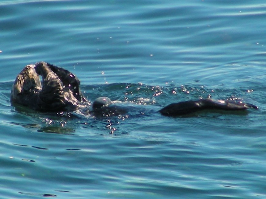 The Best Place to See…..Sea Otters