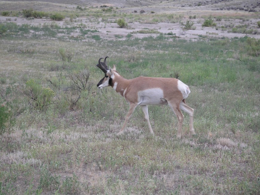The Best Place to See…..Pronghorn antelope