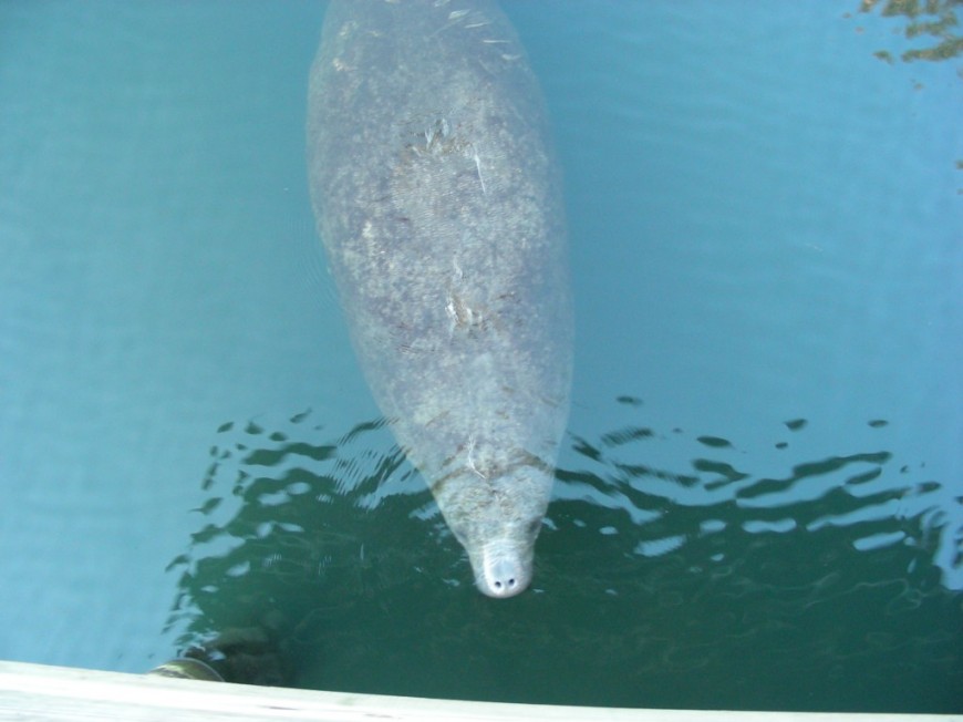 The Best Place to See…..Manatee