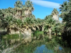 A palm spring, near Palm Springs, California