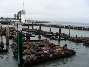 Sea Lions at Pier 39, San Francisco, California