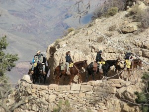 Grand Canyon mule ride