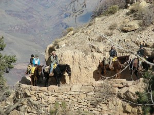 A mule ride ascending the Bright Angel Trail