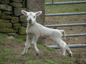 Spring lamb 