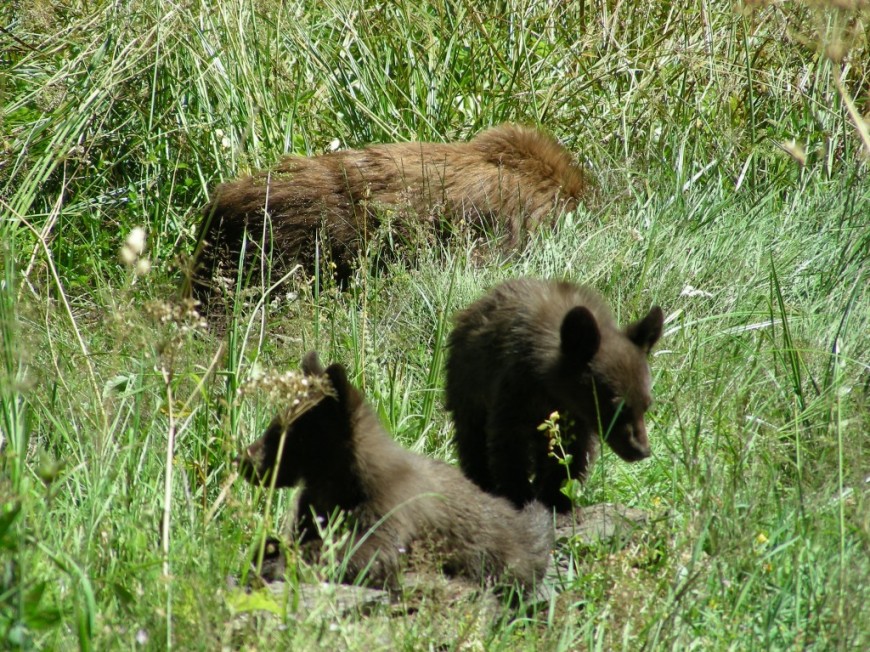 The Best Place to See…..Bears