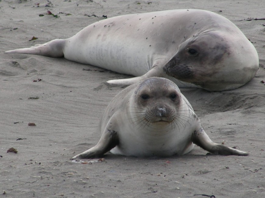 The Best Place to See…..Elephant Seals