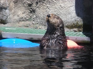 Sea otter taking in some sun at Monterey Bay Aquarium