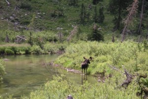 Moose, Teton National Park