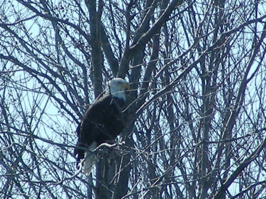 The Best Place to See…..Bald Eagles